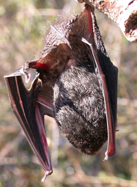 Silver-haired Bat